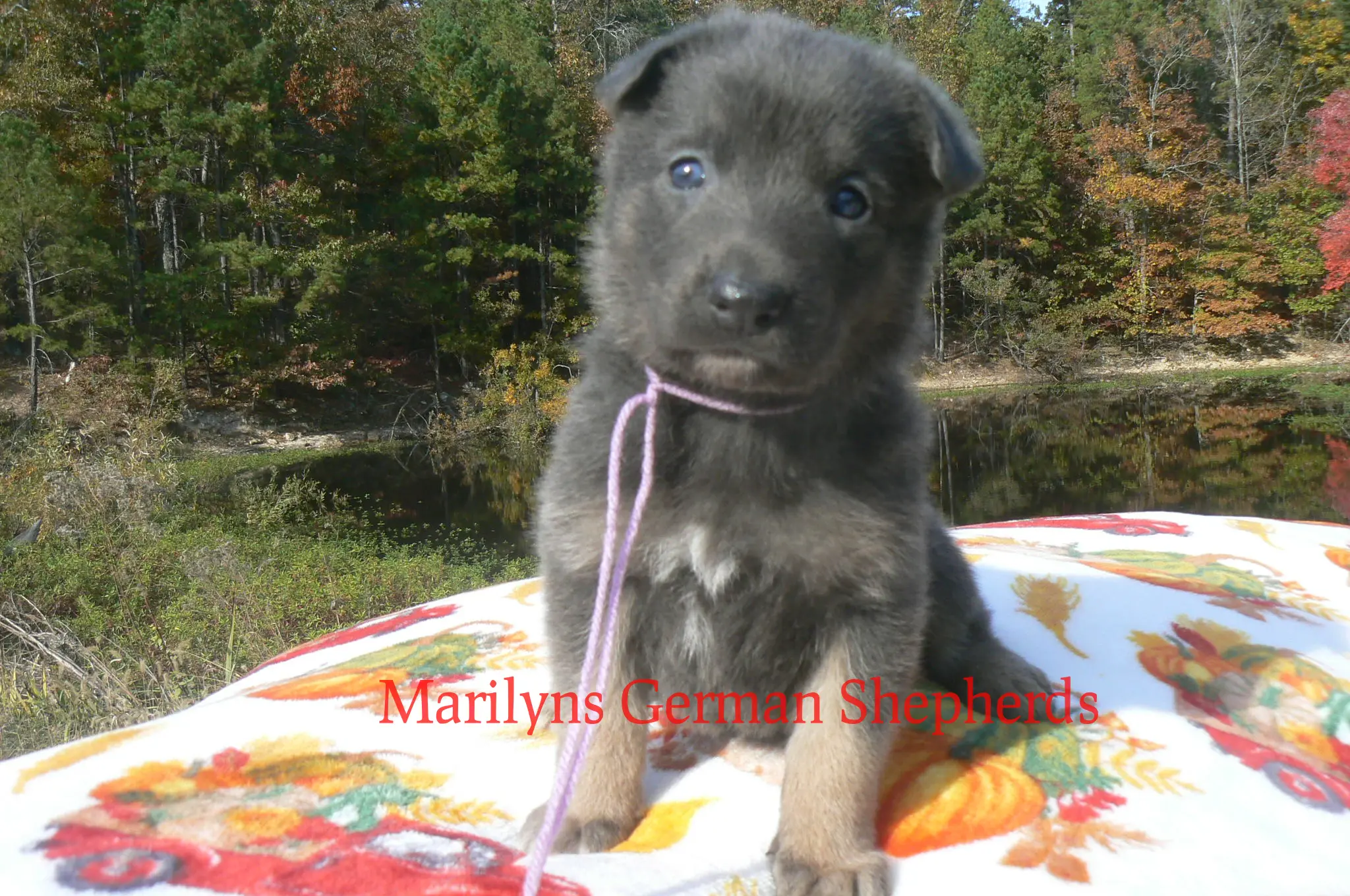 German Shepherd puppy