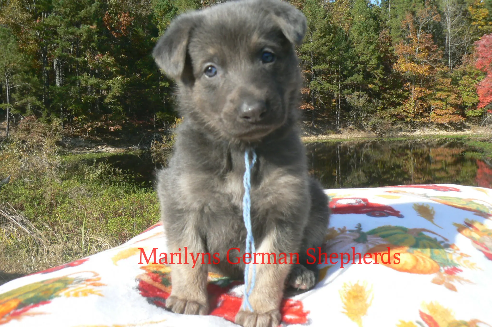 German Shepherd puppy