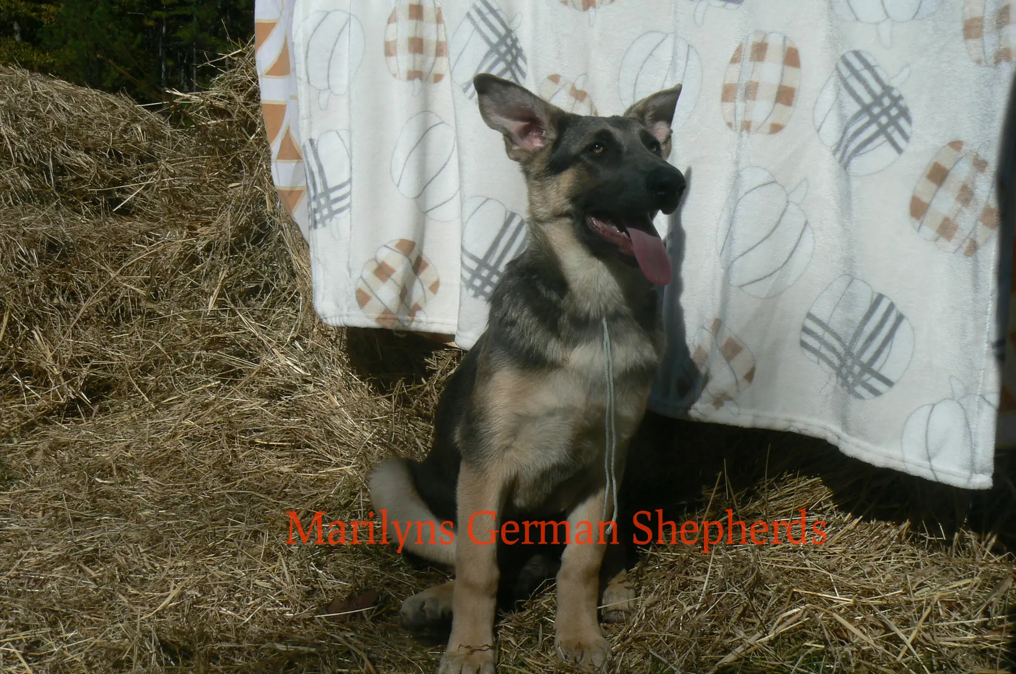 German Shepherd puppy