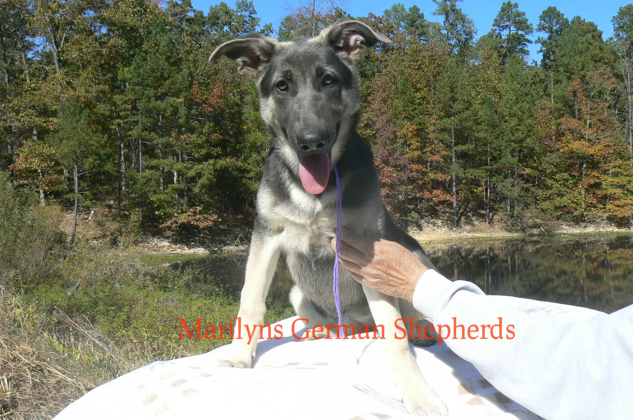 German Shepherd puppy