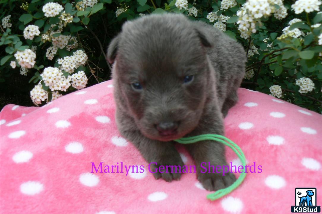 a german shepherd dog lying on a blanket