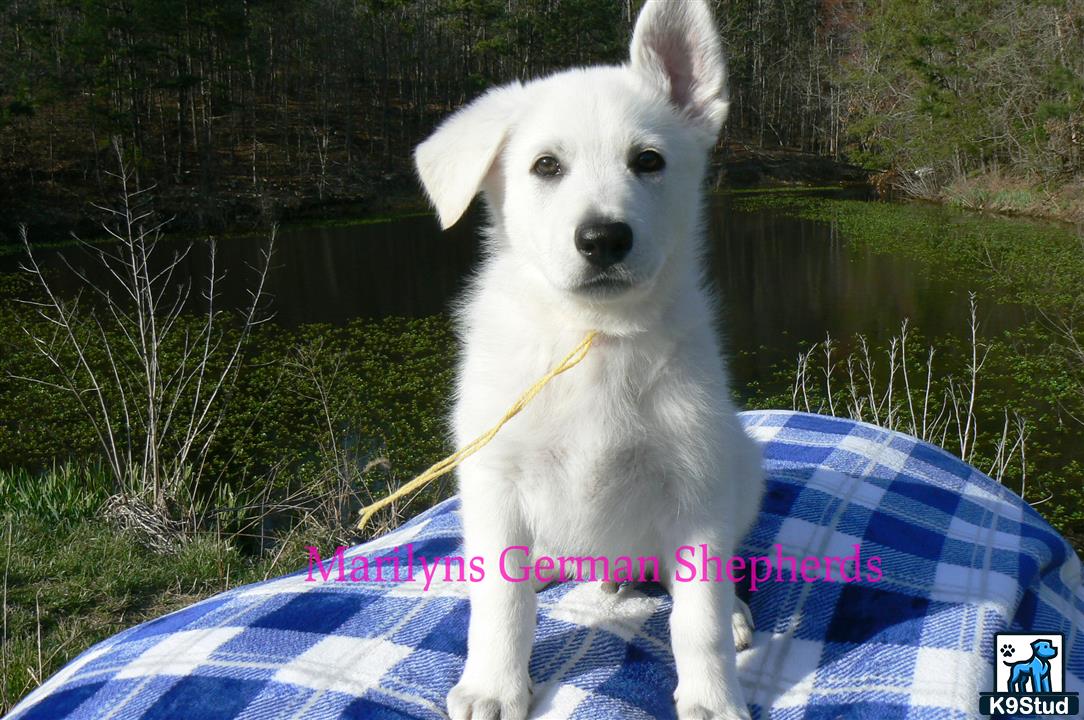a white german shepherd dog with a stick in its mouth