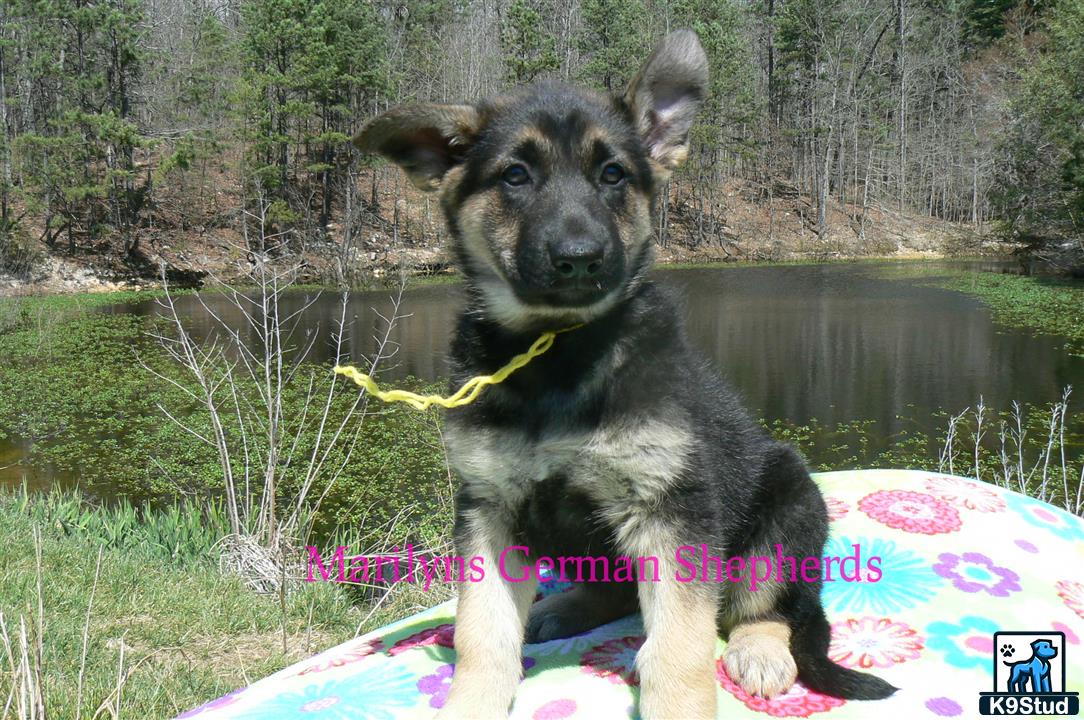 a german shepherd dog sitting on a blanket