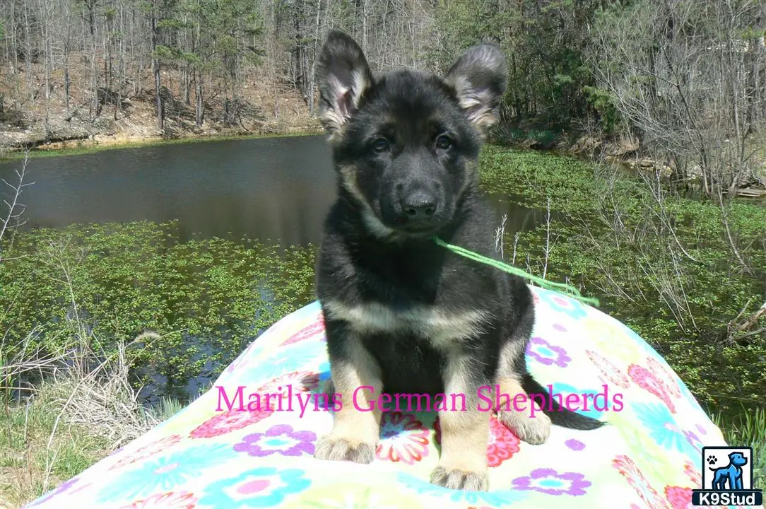 German Shepherd