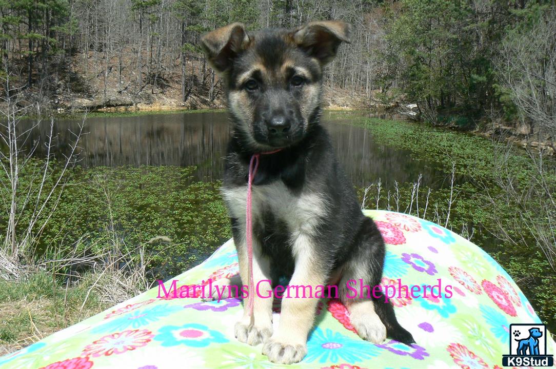 a german shepherd dog sitting on a surfboard