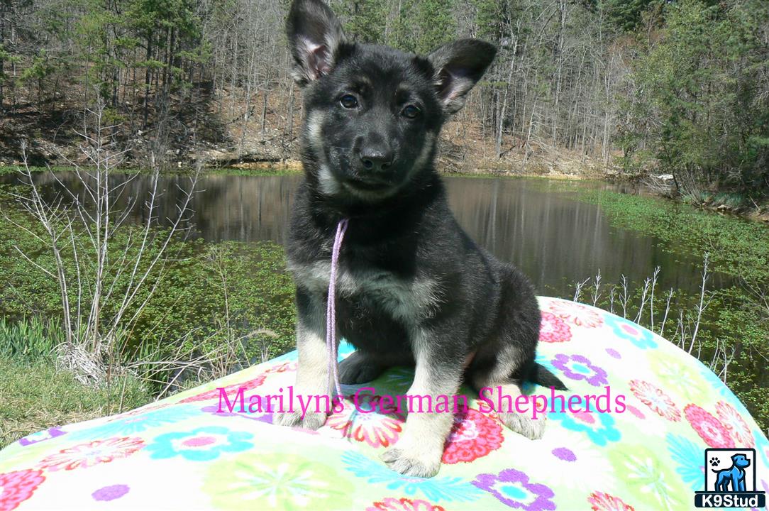 a german shepherd dog sitting on a surfboard