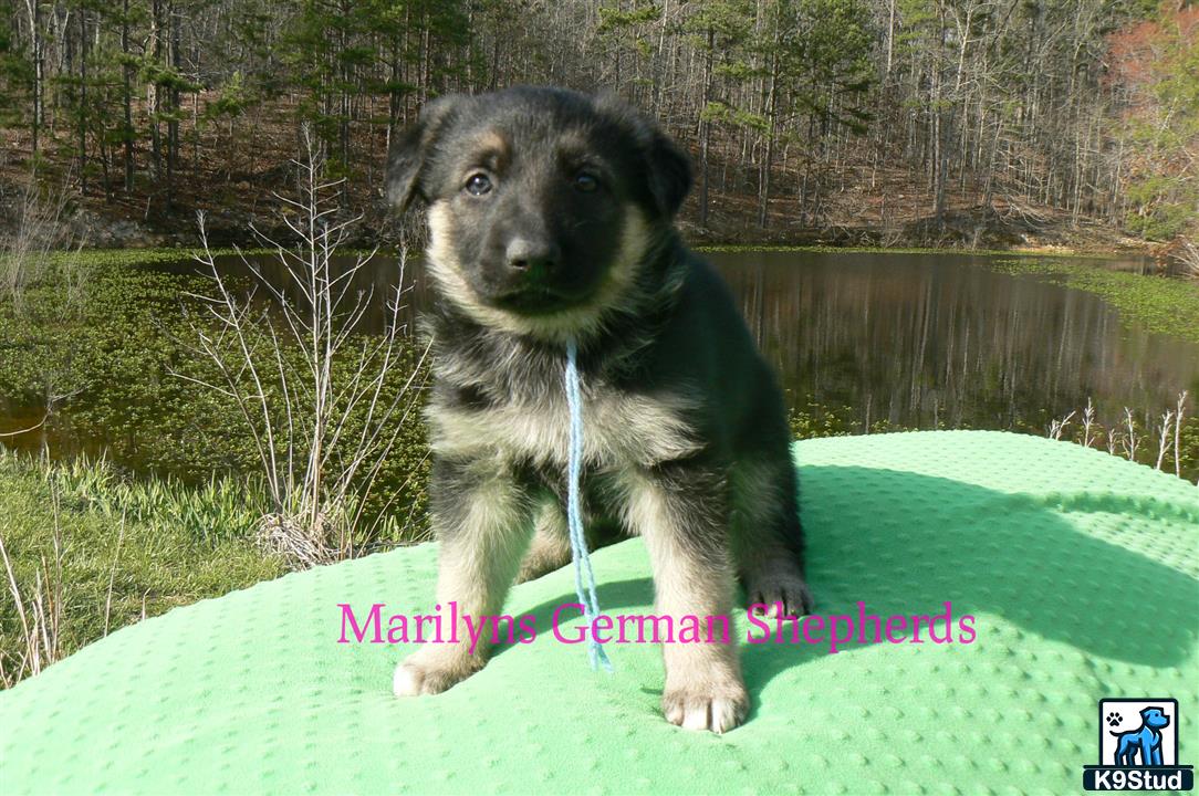 a german shepherd dog on a green blanket by a lake