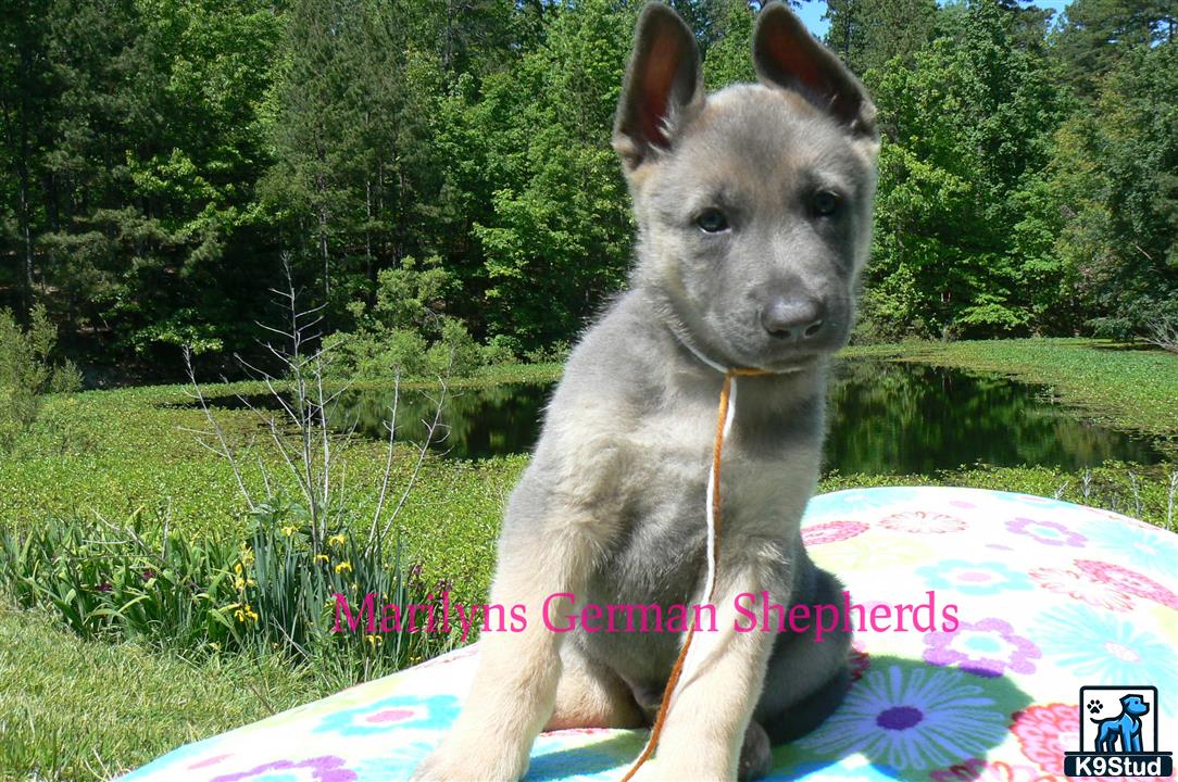 a german shepherd dog sitting on a blanket