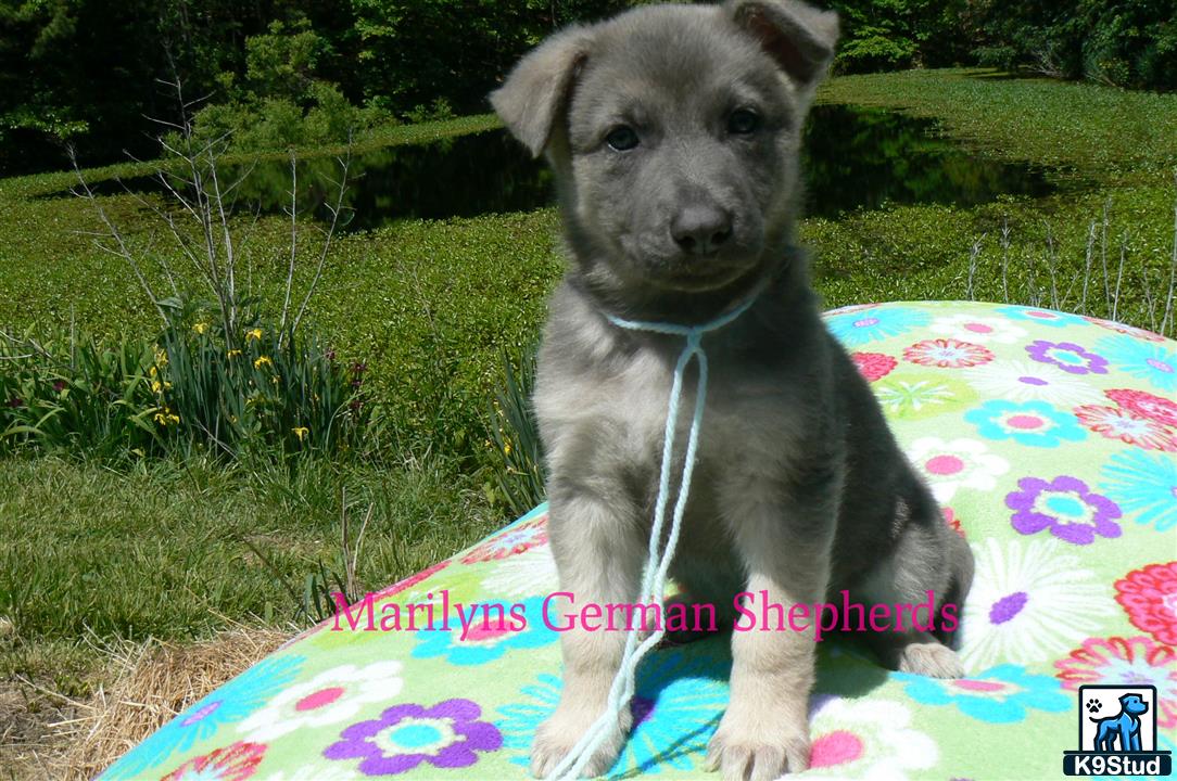a german shepherd dog sitting on a blanket