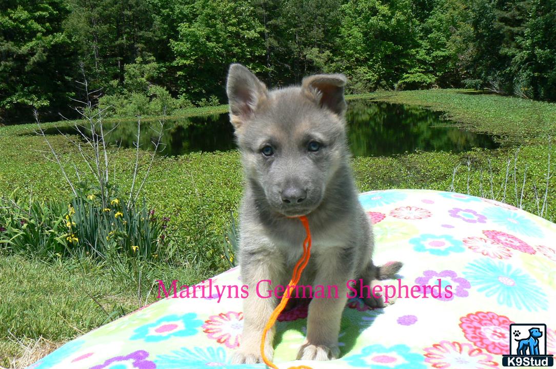 a german shepherd dog sitting on a blanket