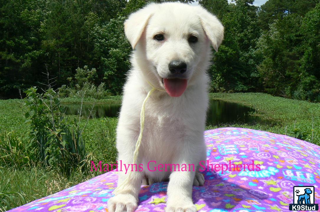 a white german shepherd dog sitting on a blanket