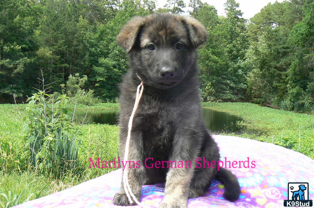 a german shepherd dog sitting on a rock