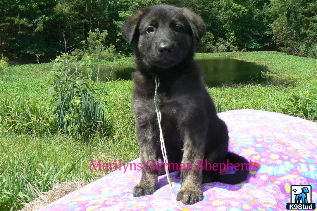a german shepherd dog sitting on a blanket