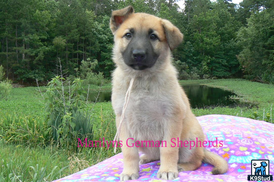 a german shepherd dog sitting on a blanket