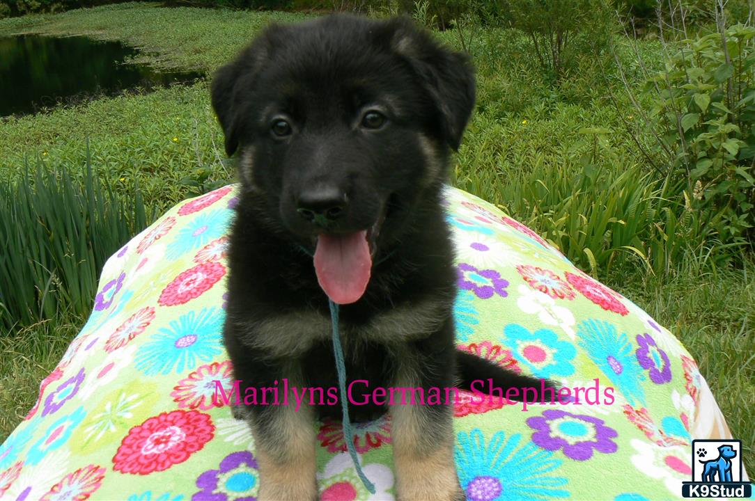 a german shepherd dog sitting on a blanket