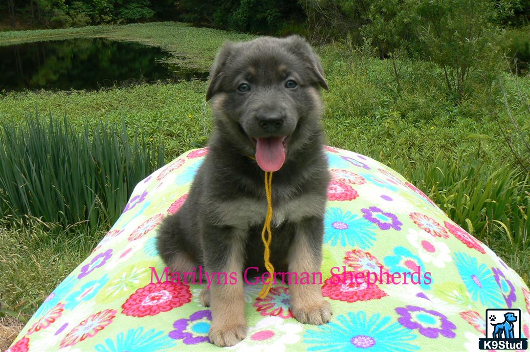 a german shepherd dog sitting on a blanket