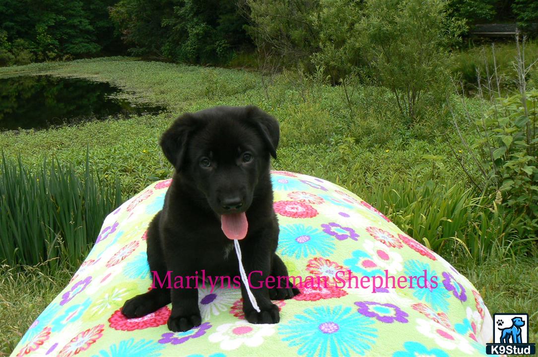 a german shepherd dog sitting on a blanket