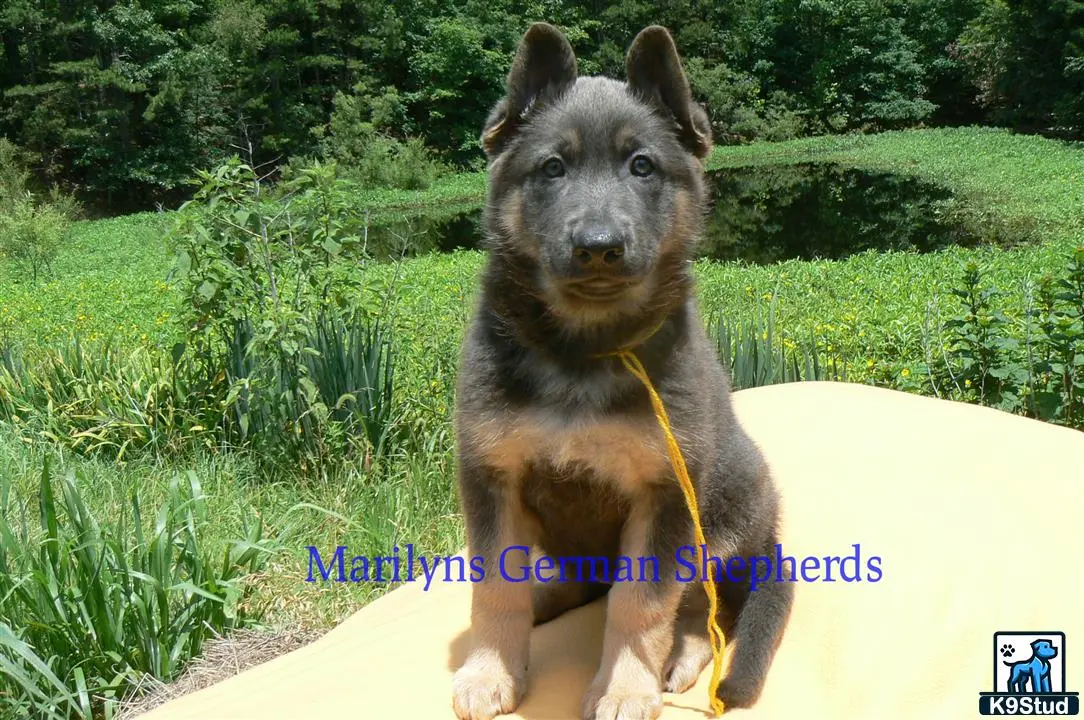 German Shepherd