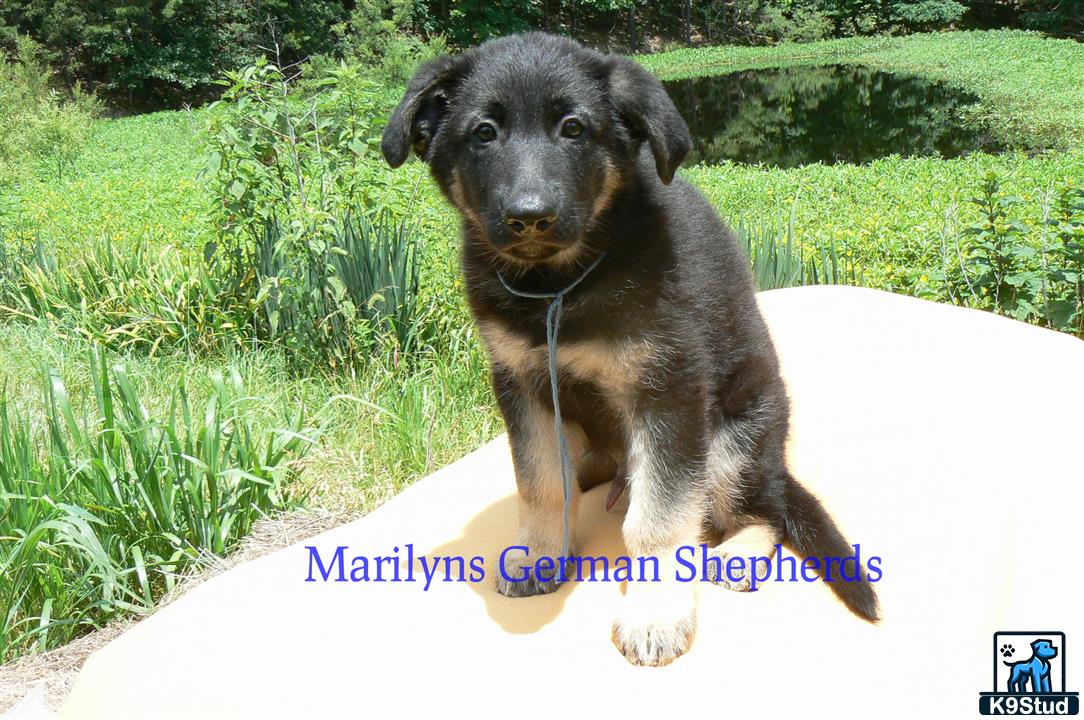 a german shepherd dog sitting on a white surface