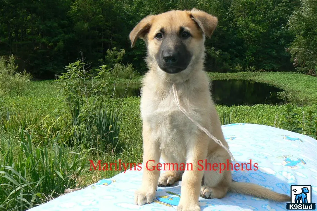 German Shepherd