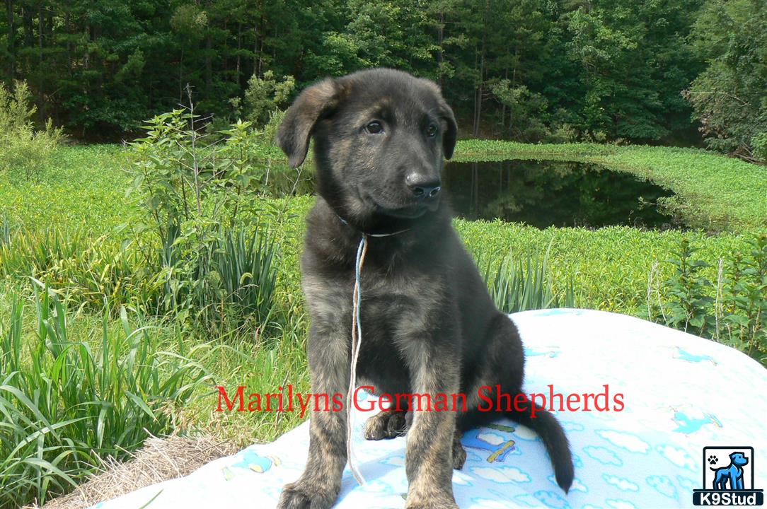 a german shepherd dog sitting on a rock