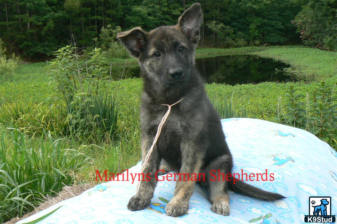 a german shepherd dog sitting on a surfboard