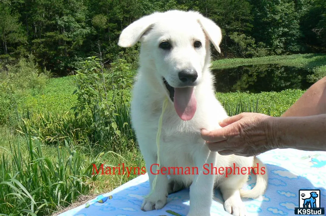German Shepherd