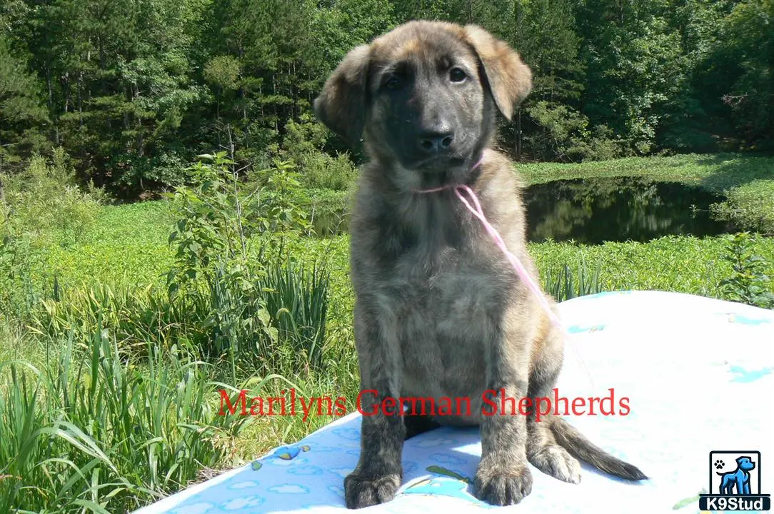 German Shepherd