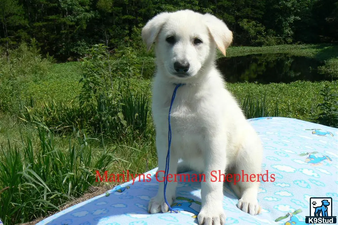 German Shepherd
