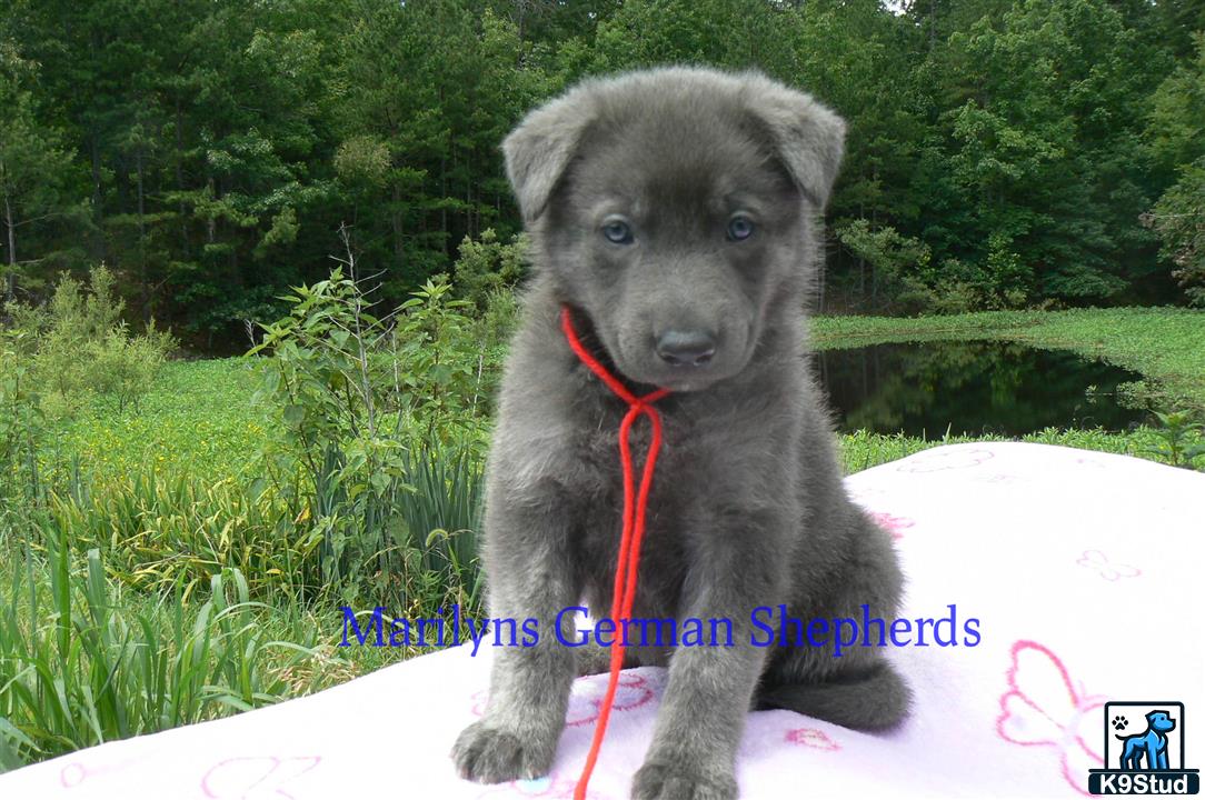 a german shepherd dog on a rock