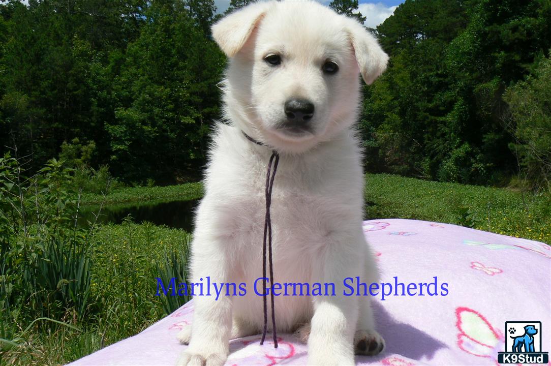 a white german shepherd dog on a leash