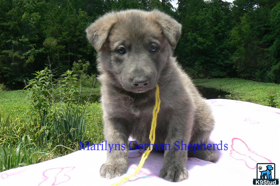 a german shepherd puppy with a yellow leash