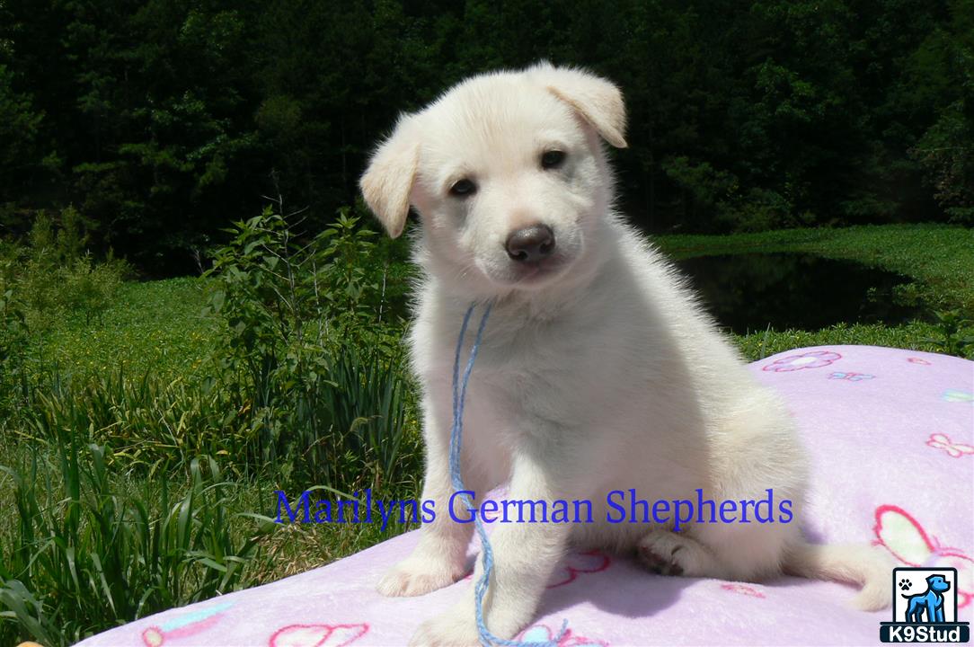a german shepherd dog sitting on a blanket