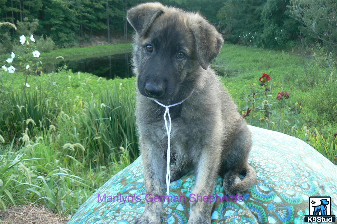 a german shepherd dog sitting on a blanket