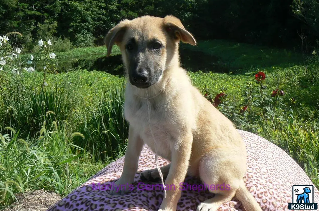 German Shepherd