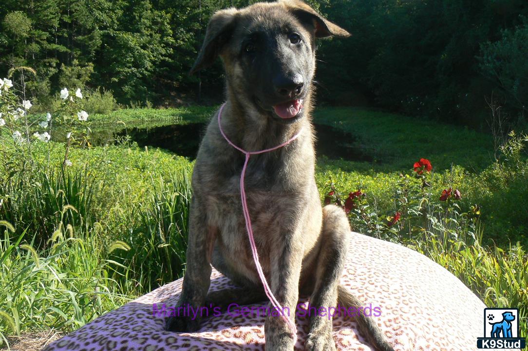 a german shepherd dog sitting on a blanket