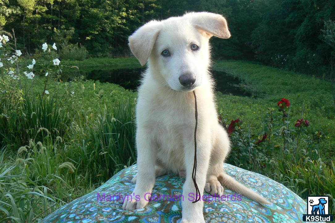 a german shepherd dog sitting on a blanket