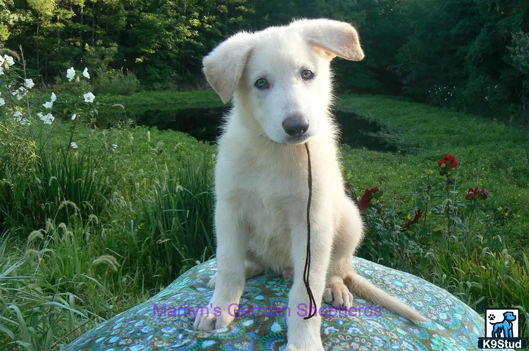 a german shepherd dog sitting on a blanket