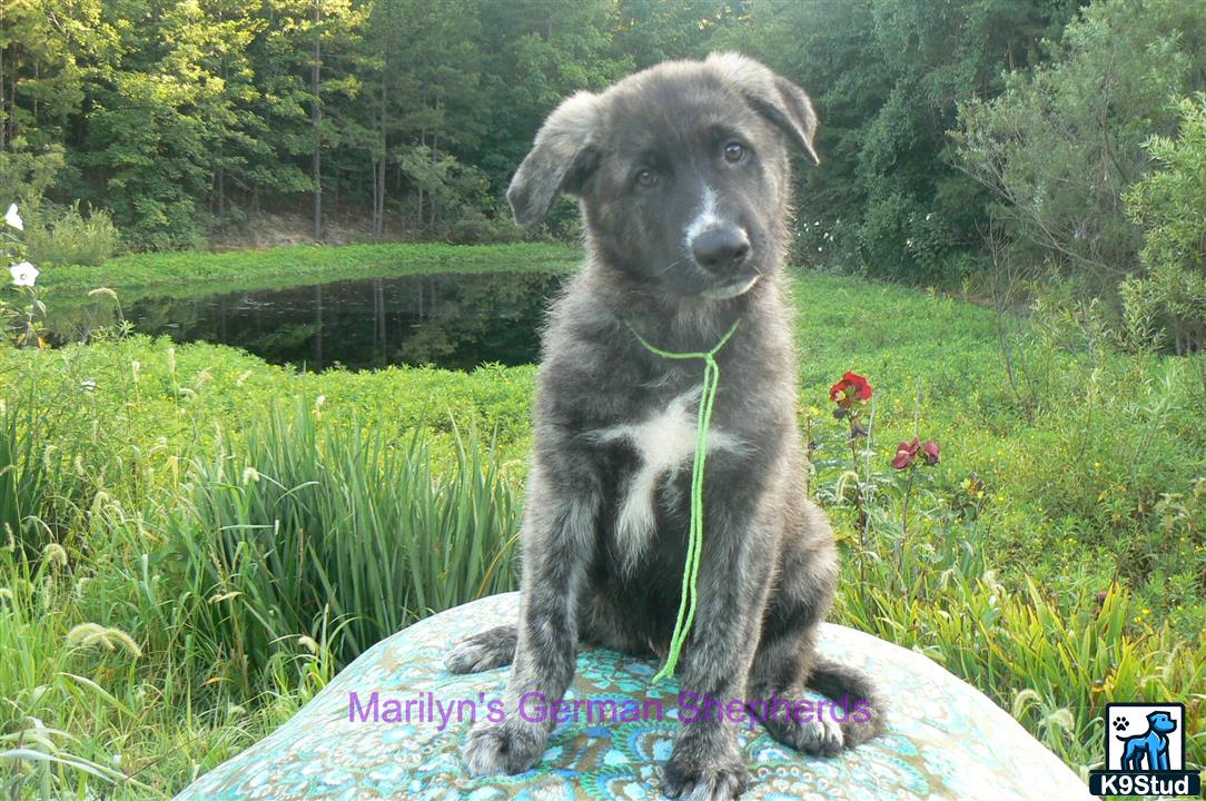 a german shepherd dog sitting on a blanket in a grassy area