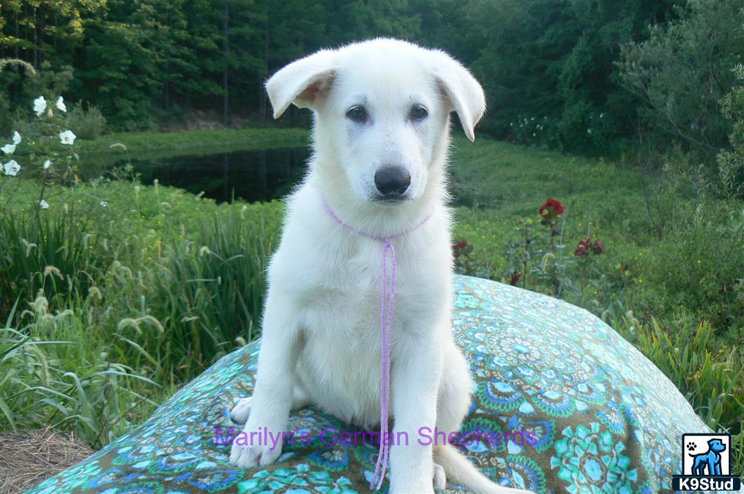 a german shepherd dog sitting on a blue blanket