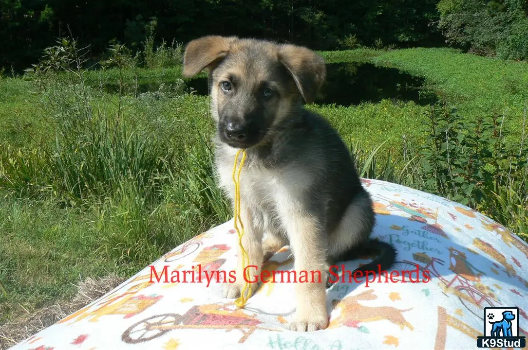 German Shepherd