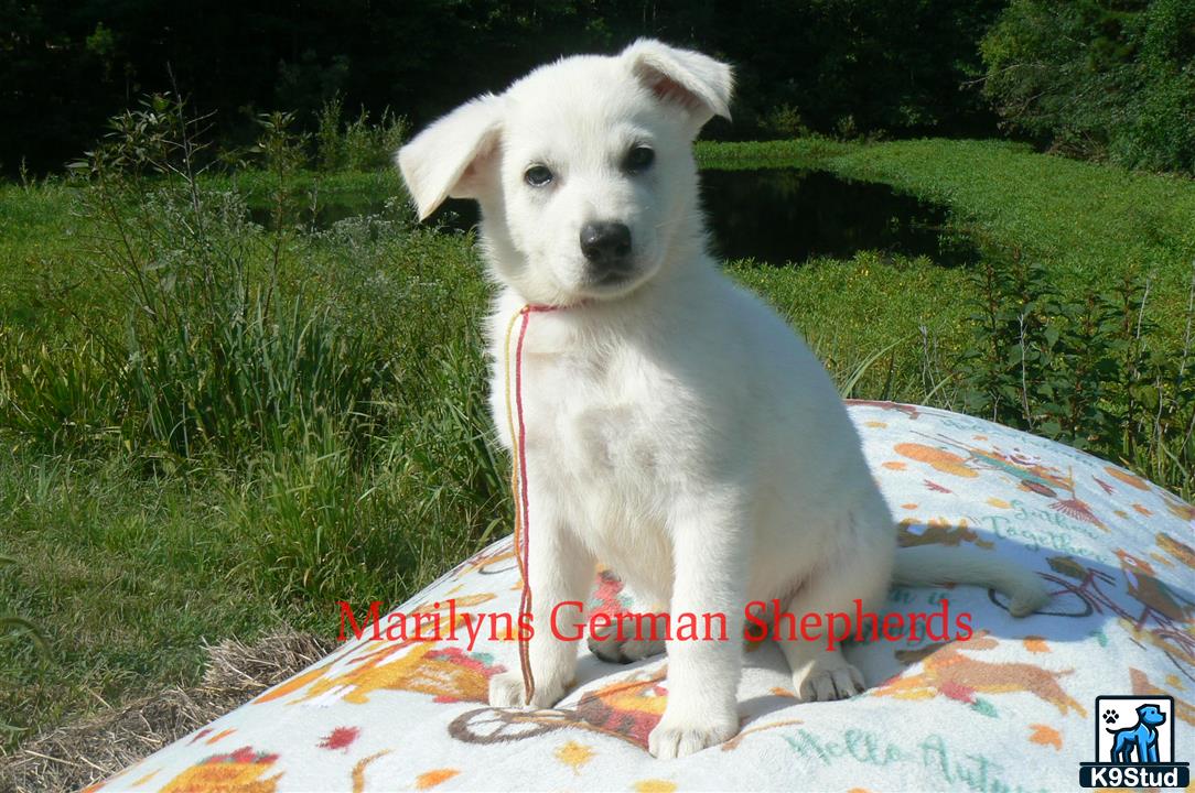 a white german shepherd dog on a blanket