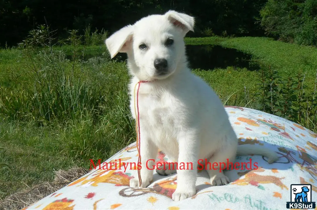 German Shepherd
