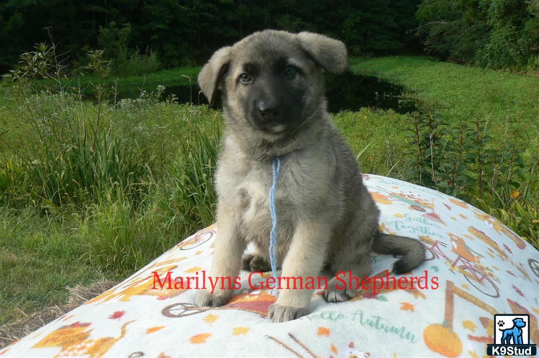 a german shepherd dog sitting on a blanket