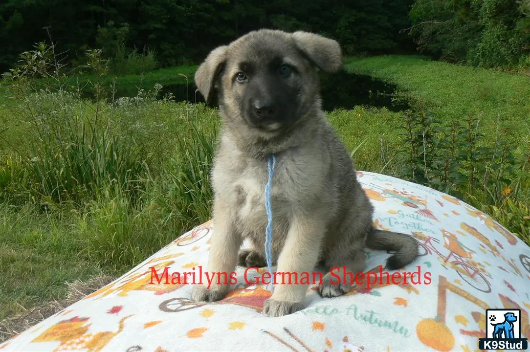 German Shepherd