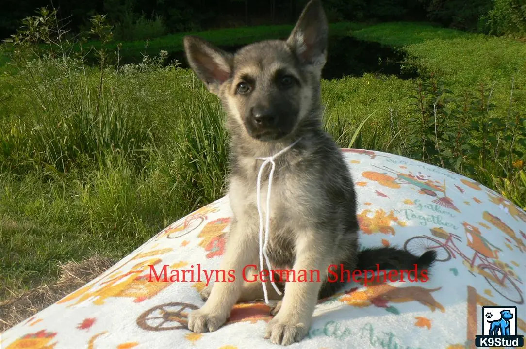 German Shepherd