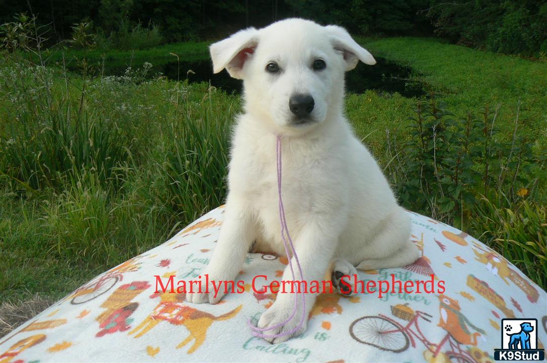 a german shepherd dog sitting on a blanket