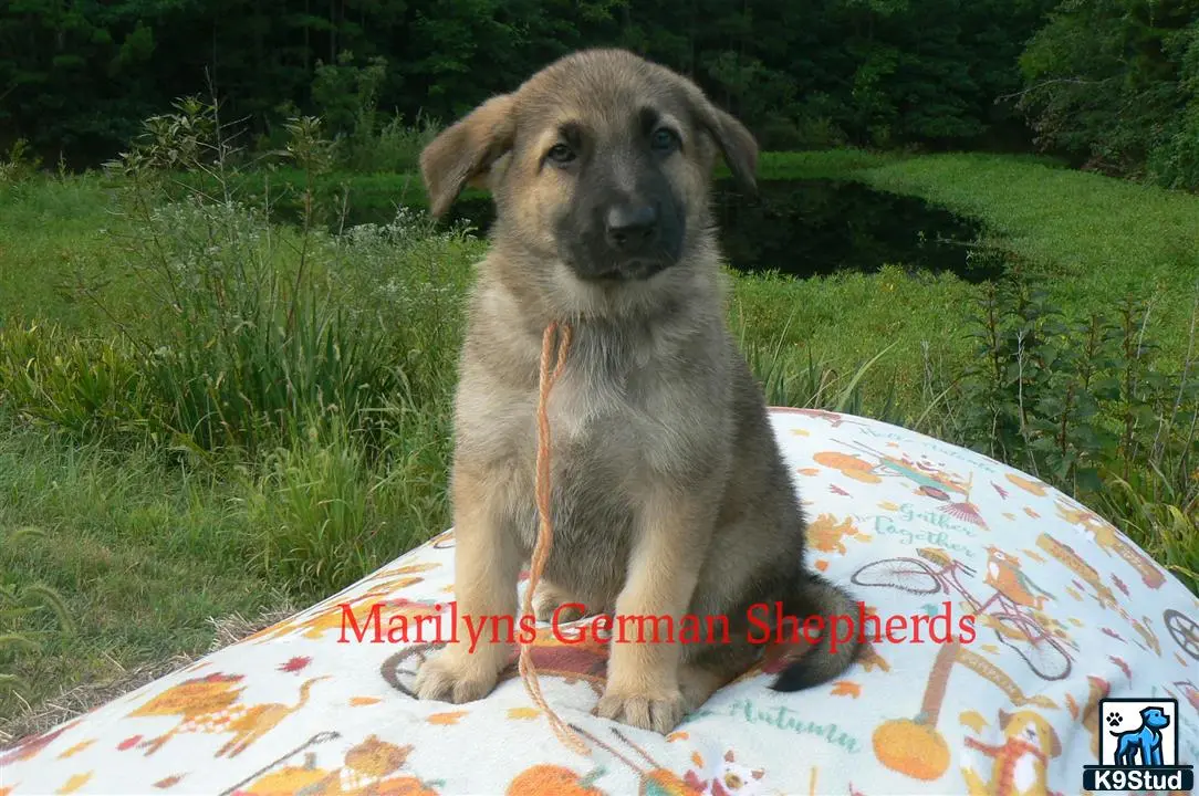 German Shepherd