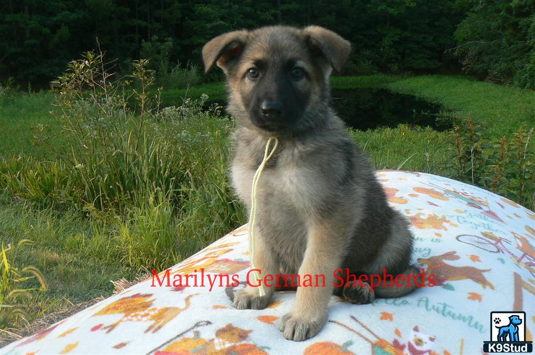 a german shepherd dog sitting on a blanket