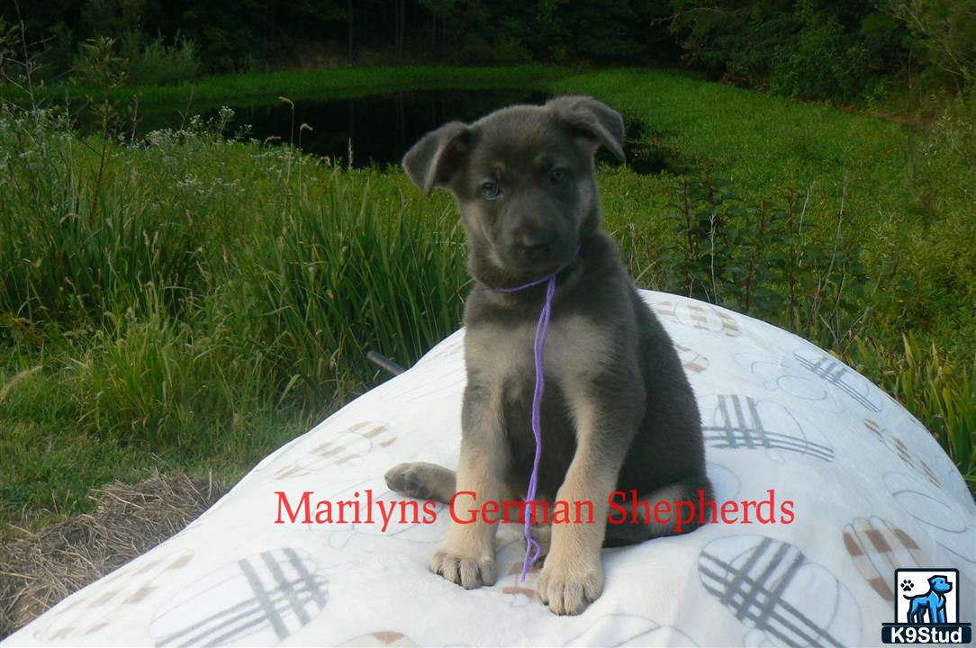 a german shepherd dog sitting on a large white tube in the grass
